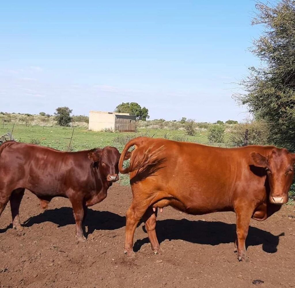 Bonsmara Cattle - BLACK AND WHITE GLOBAL